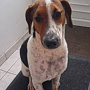 Adamo participe au concours pour gagner de l'argent avec cette photo : animal, brown, canine, companion, dog, door, ears, floor, house, indoor, looking, pet, portrait, quiet, rug, sitting, spotted_coat, tile, waiting, white