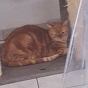 Denise Jaillard participe au concours pour gagner de l'argent avec cette photo : animal, cat, corner, curled_up, cute, domestic_cat, feline, floor, home, indoor, mat, orange_cat, pet, quiet, relaxed, resting, sleepy, tabby, tile_floor, wall