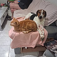 Zoé participe au concours pour gagner de l'argent avec cette photo : cat, dog, person, couch, blanket, tile_floor, living_room, pillow, phone, slippers, coffee_table, chair, toys, orange_cat, mixed_breed_dog, sleeping_person, pet_pair, cozy, throw_blanket, home_interior