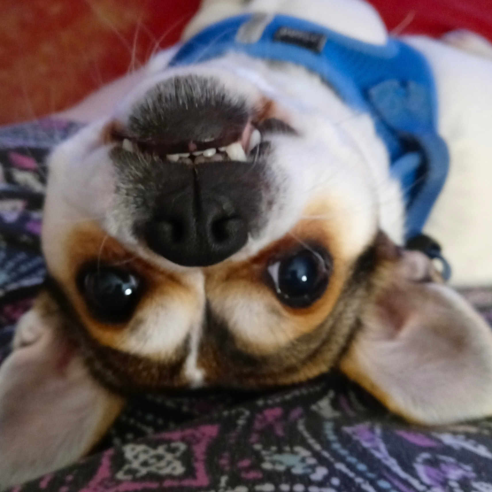Peaches joined the competition — help win amazing prizes! animal, beagle, bodypart, bulldog, canine, chihuahua, cockerspaniel, dog, frenchbulldog, hound, mouth, papillon, person, pet, pitbull, pug, puppy, sleeping, snout, teeth