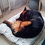 Oslo a rejoint le concours — aidez-le/la à gagner de superbes lots ! dog, german_shepherd, sleeping, curled_up, pet_bed, fluffy, indoor, tile_floor, cozy, home, resting, animal, fur, canine, relaxing, quiet, quiet_moment, domestic, comfort, furniture