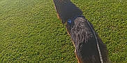 Oslo participe au concours pour gagner de l'argent avec cette photo : dog, german_shepherd, leash, grass, field, outdoor, sunny, pet, canine, nature, animal, walking, park, daylight, fur, tail, ears, collar, adventure, companion