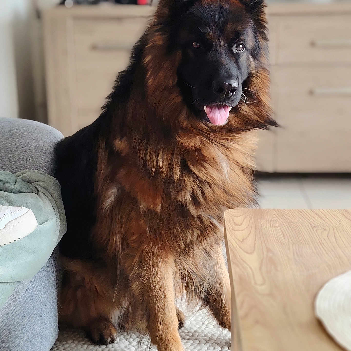 Oslo a rejoint le concours — aidez-le/la à gagner de superbes lots ! blurred_background, canine, carpet, companion, couch, dog, domestic_animal, friendly, fur, furniture, german_shepherd, house, indoor, living_room, pet, sitting, table, tongue_out, toy, wooden_table
