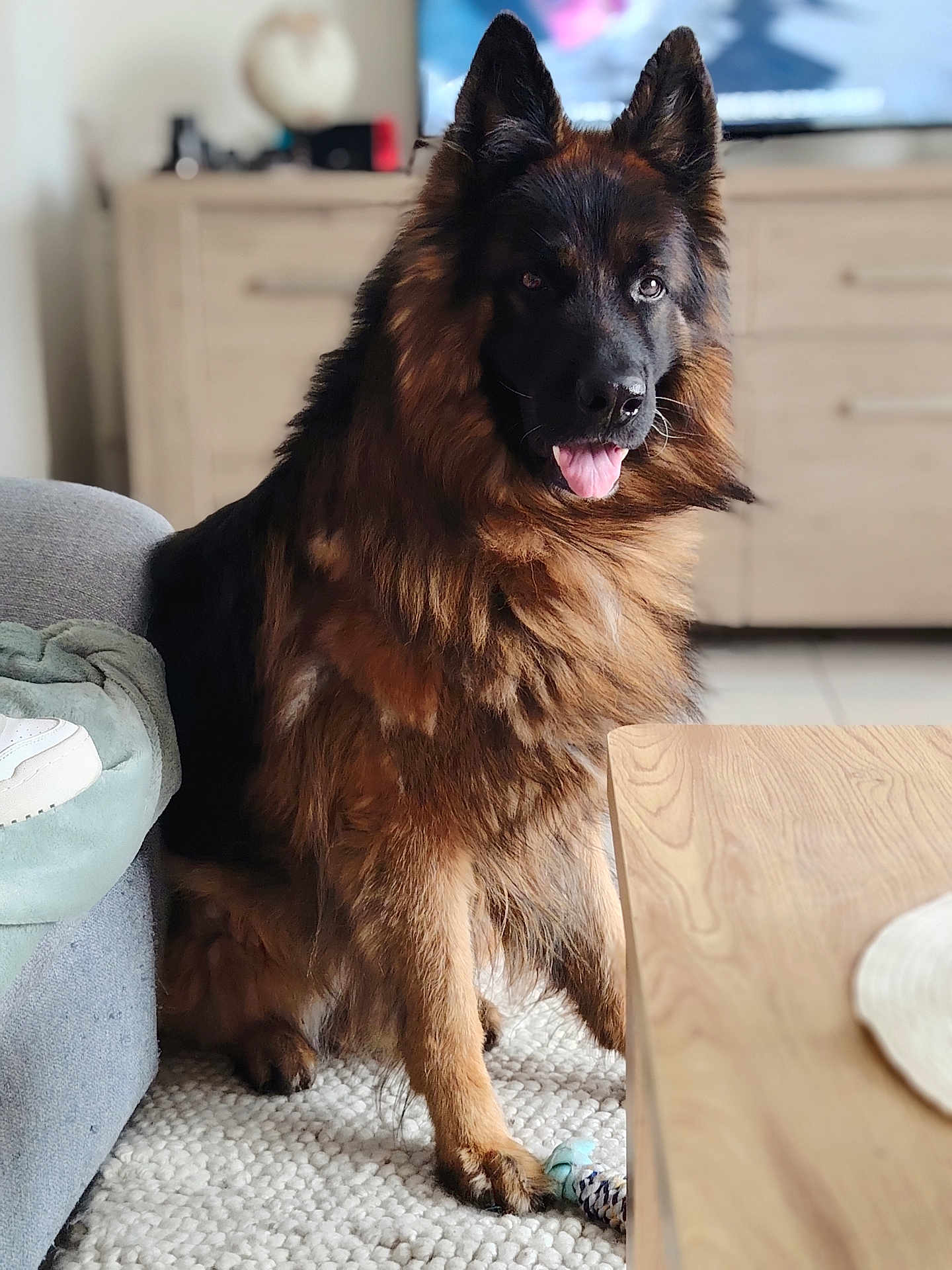 Oslo a rejoint le concours — aidez-le/la à gagner de superbes lots ! dog, german_shepherd, indoor, living_room, carpet, couch, table, pet, fur, tongue_out, sitting, toy, wooden_table, blurred_background, furniture, domestic_animal, canine, companion, friendly, house