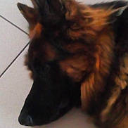 Oslo participe au concours pour gagner de l'argent avec cette photo : dog, german_shepherd, pet, animal, fur, black, brown, lying_down, floor, tile, close_up, side_view, canine, domestic_animal, resting, indoor, sleeping, head, ears, calm