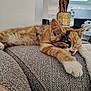 cat, kitten, sleeping, paw, couch, gray_couch, furniture, indoor, home, relaxing, nap, fur, whiskers, closeup, cozy, resting, domestic_animal, pet, animal, blurred_background