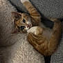 kitten, cat, orange_tabby, white_paw, fluffy_blanket, gray_couch, indoor, pet, cute, playful, fur, whiskers, relaxed, young_cat, paw, texture, cozy, animal, resting, curious
