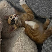 Amour participe au concours pour gagner de l'argent avec cette photo : cat, kitten, orange_tabby, pet, feline, couch, blanket, cozy, fur, whiskers, indoor, cute, playful, resting, curious, animal, soft_texture, home, relaxing, young