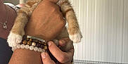 Amour participe au concours pour gagner de l'argent avec cette photo : kitten, calico, cat, pet, animal, hand, bracelet, person, indoor, furniture, radiator, curious, cute, small, holding, paw, portrait, young, beads, domestic