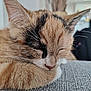 cat, sleeping, close_up, fur, whiskers, ears, nose, paw, texture, fabric, indoor, peaceful, cozy, serene, animal, pet, mammal, resting, cute, soft_lighting