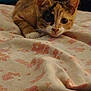 kitten, cat, bedspread, floral_pattern, indoor, pet, curious, lying_down, animal, feline, whiskers, ears, nose, paw, young, cute, domestic, soft_lighting, close_up, cozy