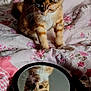 cat, kitten, reflection, mirror, bedspread, floral_pattern, orange_tabby, pet, animal, curious, cute, indoor, feline, whiskers, paws, soft_light, closeup, resting, young_cat, domestic_cat
