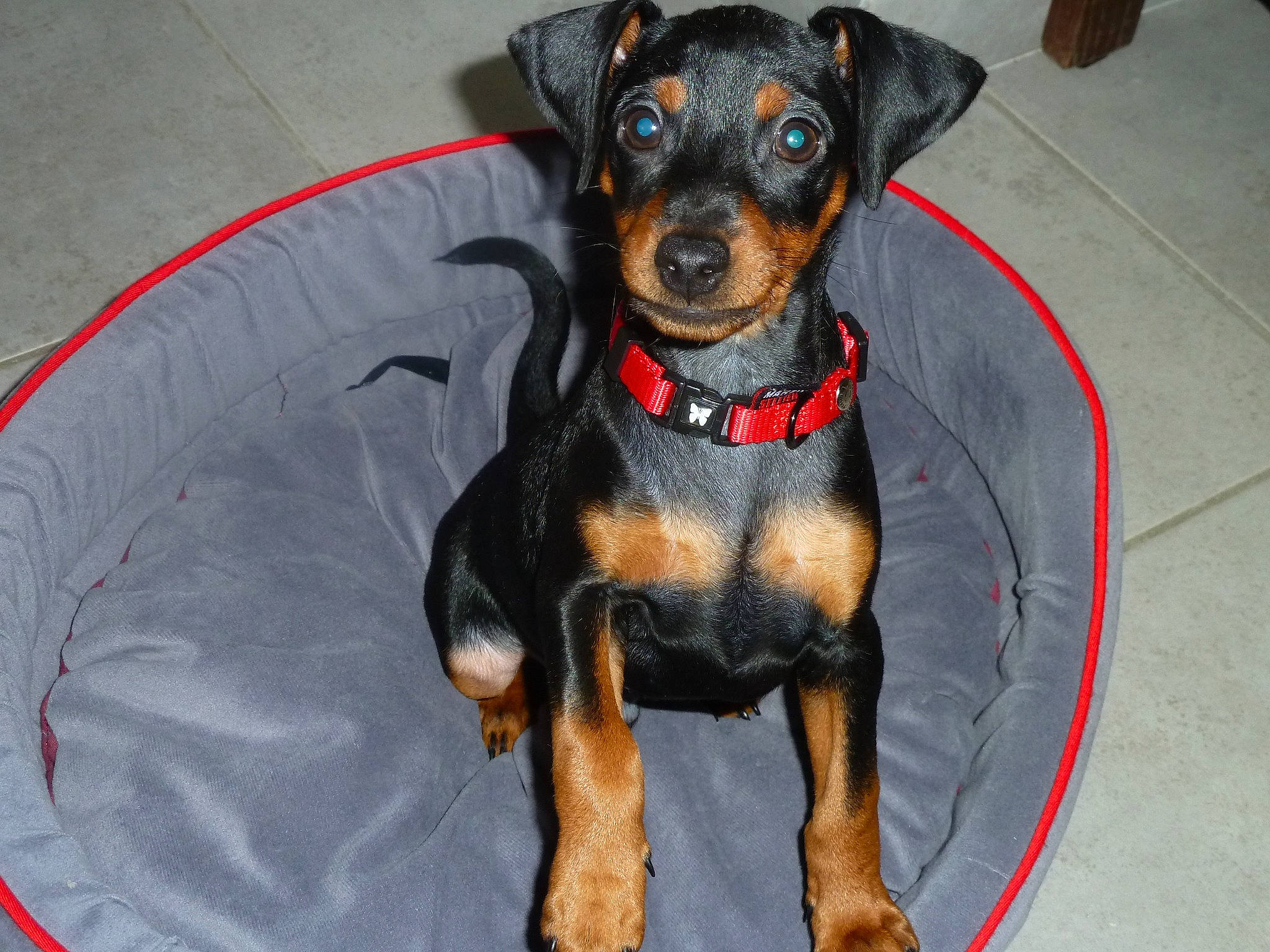 Niño participe au concours pour gagner de l'argent avec cette photo : canidae, carnivore, collar, companion_dog, dog, dog_breed, dog_collar, dog_supply, fawn, guard_dog, hunting_dog, paw, puppy, rottweiler, snout, sporting_group, toy_dog, whiskers, working_animal, working_dog