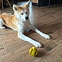 Ulma a rejoint le concours — aidez-le/la à gagner de superbes lots ! animal, brown_floor, cabinet, canine, chair, dog, domestic, ears, flooring, furniture, home, indoor, light_and_shadow, paws, pet, playing, relaxed, toy, wooden_floor, yellow_ball