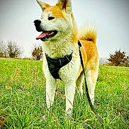 Ulma participe au concours pour gagner de l'argent avec cette photo : dog, akita, canine, pet, animal, grass, field, outdoor, nature, leash, harness, tongue_out, ears_up, fur, tail, standing, daytime, overcast, bushes, happy