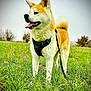dog, akita, canine, pet, animal, grass, field, outdoor, nature, leash, harness, tongue_out, ears_up, fur, tail, standing, daytime, overcast, bushes, happy