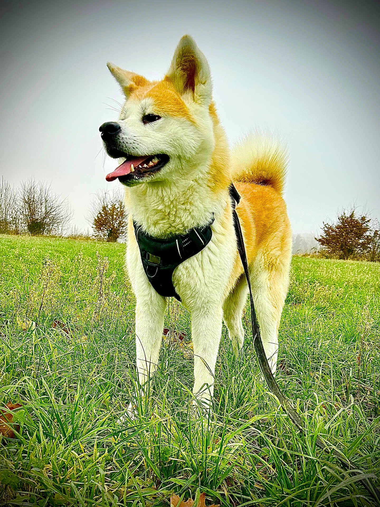 Ulma participe au concours pour gagner de l'argent avec cette photo : dog, akita, canine, pet, animal, grass, field, outdoor, nature, leash, harness, tongue_out, ears_up, fur, tail, standing, daytime, overcast, bushes, happy