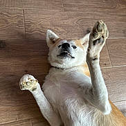 Ulma a rejoint le concours — aidez-le/la à gagner de superbes lots ! animal, brown_fur, canine, companion, cute, dog, domestic_animal, flooring, funny_expression, fur, indoor, lying_down, paw, paw_pads, pet, playful, relaxed, teeth, white_fur, wooden_floor