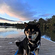 Upper participe au concours pour gagner de l'argent avec cette photo : dog, shiba_inu, leash, dock, lake, water, sunset, sky, clouds, trees, reflection, outdoor, pet, canine, fur, sitting, nature, calm, animal, portrait