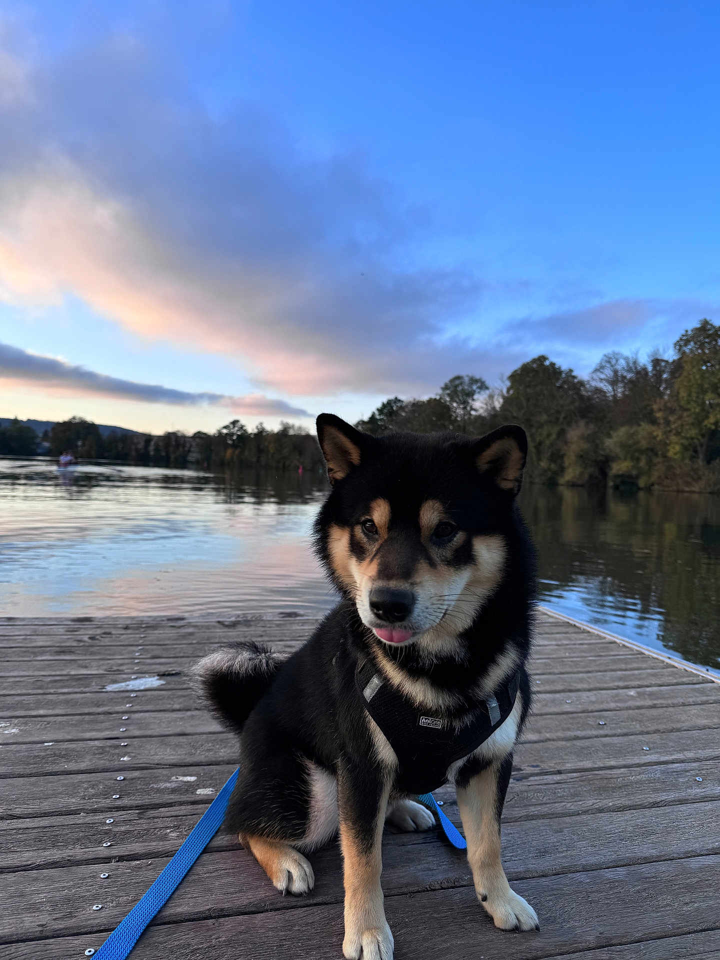 Upper participe au concours pour gagner de l'argent avec cette photo : dog, shiba_inu, leash, dock, lake, water, sunset, sky, clouds, trees, reflection, outdoor, pet, canine, fur, sitting, nature, calm, animal, portrait