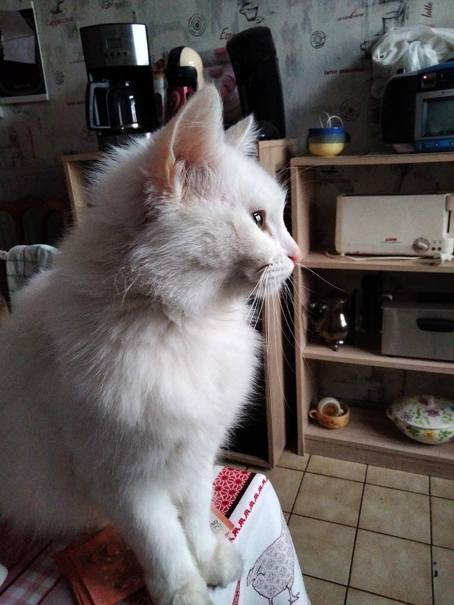 Princesse a rejoint le concours — aidez-le/la à gagner de superbes lots ! carnivore, cat, claw, comfort, domestic_short_haired_cat, felidae, fur, home_appliance, kitchen_appliance, microwave_oven, paw, small_to_medium_sized_cats, snout, tail, television, whiskers