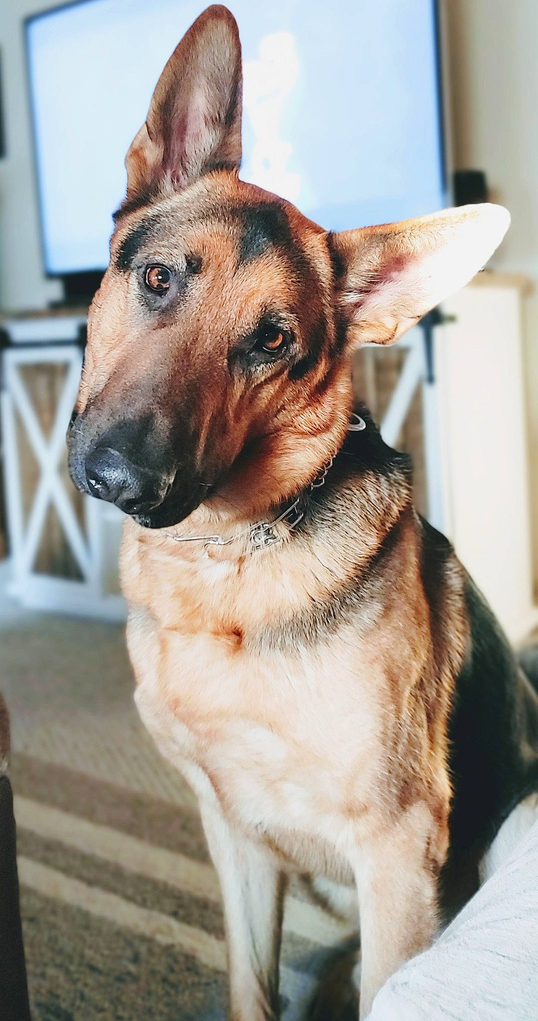 Klyde joined the competition — help win amazing prizes! canidae, carnivore, collar, companion_dog, dog, dog_breed, dog_collar, east_european_shepherd, fawn, fur, german_shepherd_dog, guard_dog, herding_dog, old_german_shepherd_dog, pet_supply, snout, sporting_group, whiskers, working_animal, working_dog