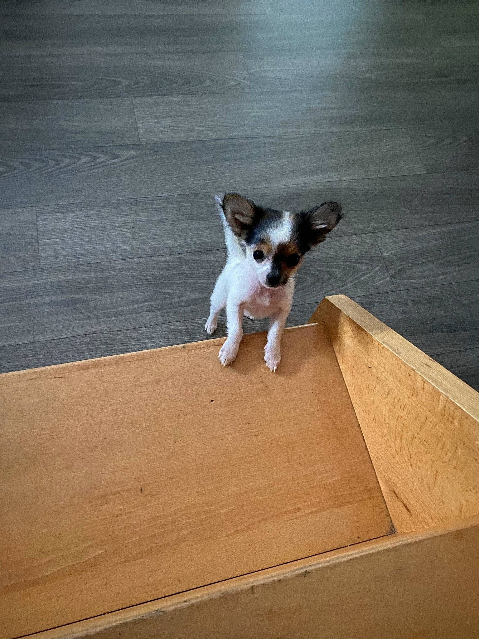 Ruby participe au concours pour gagner de l'argent avec cette photo : canidae, carnivore, cat, companion_dog, dog, dog_breed, fawn, felidae, floor, flooring, hardwood, laminate_flooring, mammal, papillon, small_to_medium_sized_cats, sporting_group, tail, toy_dog, whiskers, wood