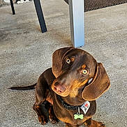 Anakin participe au concours pour gagner de l'argent avec cette photo : dog, dachshund, pet, brown_dog, sitting, collar, tag, concrete_floor, curious, tilted_head, outdoor, table_leg, rustic_wall, paw, canine, cute, animal, fur, domestic_animal, looking_up