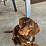 dog, dachshund, pet, brown_dog, sitting, collar, tag, concrete_floor, curious, tilted_head, outdoor, table_leg, rustic_wall, paw, canine, cute, animal, fur, domestic_animal, looking_up