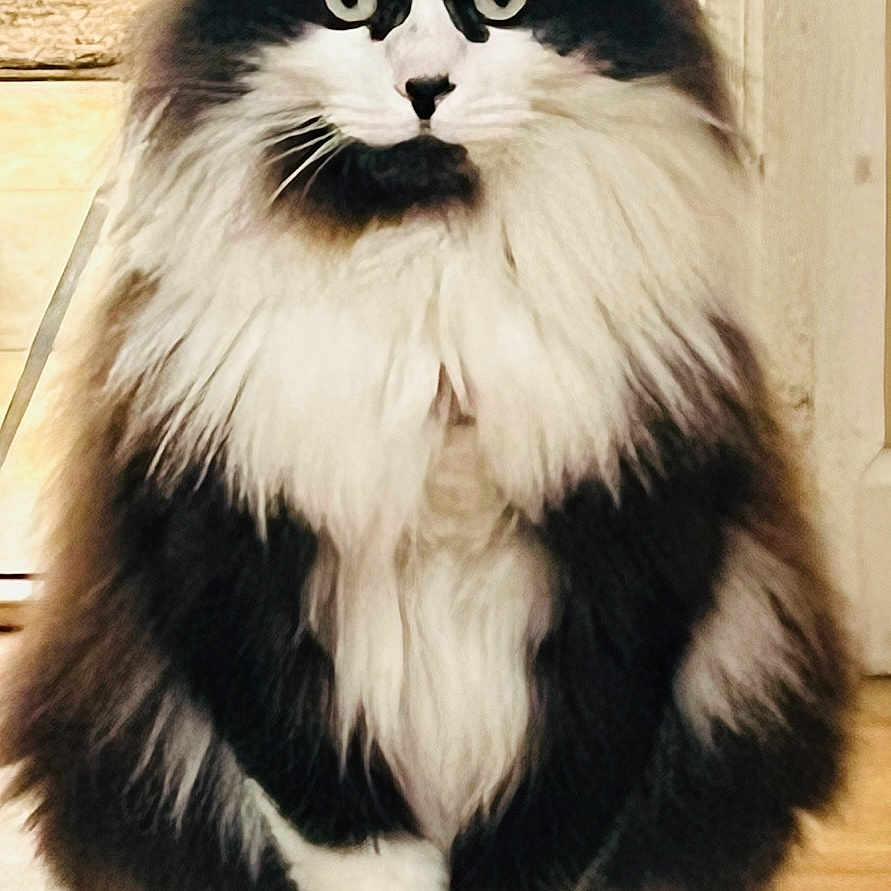 Neo