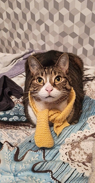 Fripouille participe au concours pour gagner de l'argent avec cette photo : carnivore, cat, claw, comfort, domestic_short_haired_cat, door, felidae, fur, linens, pattern, paw, puzzle, sitting, small_to_medium_sized_cats, snout, tail, terrestrial_animal, tree, whiskers, window