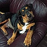 Bubba joined the competition — help win amazing prizes! animal, black, brown, canine, cozy, cute, dog, domestic_animal, fur, head_tilt, household, indoor, leather_couch, looking_up, paw, pet, puppy, relaxed, sitting, young_dog