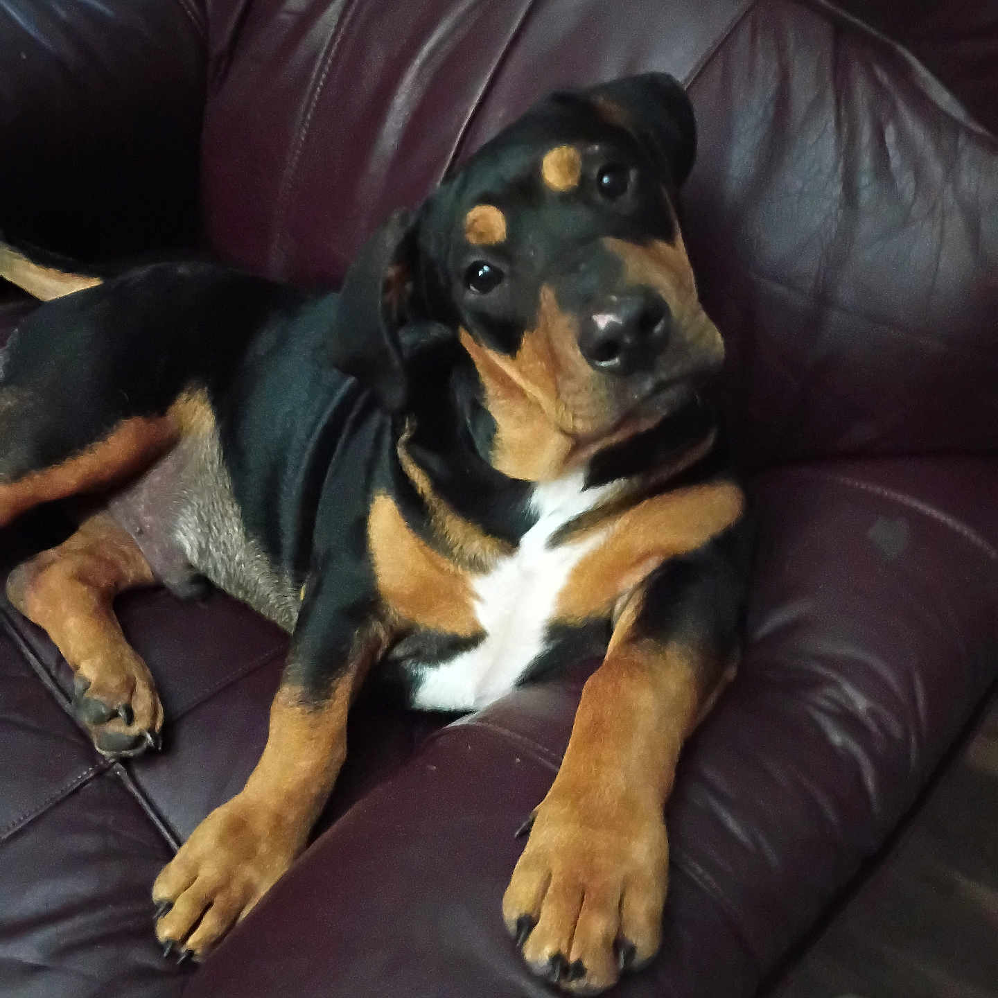 Bubba