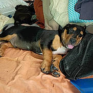 Bubba is registered to the contest to win money with this photo: animal, bed, black_dog, blanket, canine, companion, cozy, cute, dog, domestic, fur, indoor, messy, nap, pet, pillow, relaxed, resting, sleeping, tongue_out