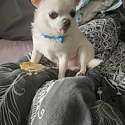 Ratatouille participe au concours pour gagner de l'argent avec cette photo : dog, chihuahua, white_dog, pet, small_dog, collar, bed, blanket, indoor, animal, cute, tongue_out, close_up, cozy, resting, patterned_blanket, fur, paw, domestic_animal, companion