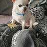 dog, chihuahua, white_dog, pet, small_dog, collar, bed, blanket, indoor, animal, cute, tongue_out, close_up, cozy, resting, patterned_blanket, fur, paw, domestic_animal, companion
