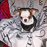 Toby participe au concours pour gagner de l'argent avec cette photo : puppy, dog, small_dog, blanket, sweater, indoor, cute, pet, animal, fur, brown, white, ears, face, eyes, cozy, soft, resting, comfort, closeup