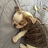 puppy, dog, sleeping, blanket, quilt, brown_jacket, cozy, pet, cute, small, fur, paw, resting, indoor, animal, sleep, fur_clothing, treats, nap, adorable