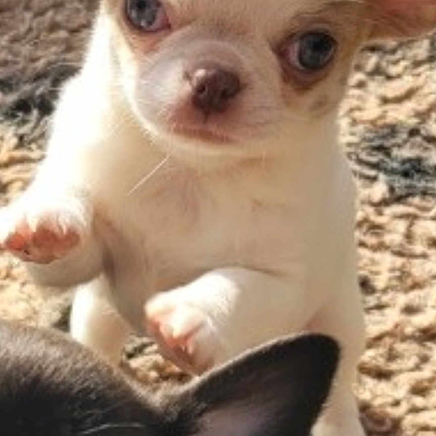 Toby