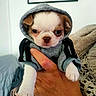 Toby a rejoint le concours — aidez-le/la à gagner de superbes lots ! puppy, dog, hoodie, clothing, hand, cute, pet, indoor, portrait, small, white, brown, animal, cozy, face, paw, furry, young, holding, casual