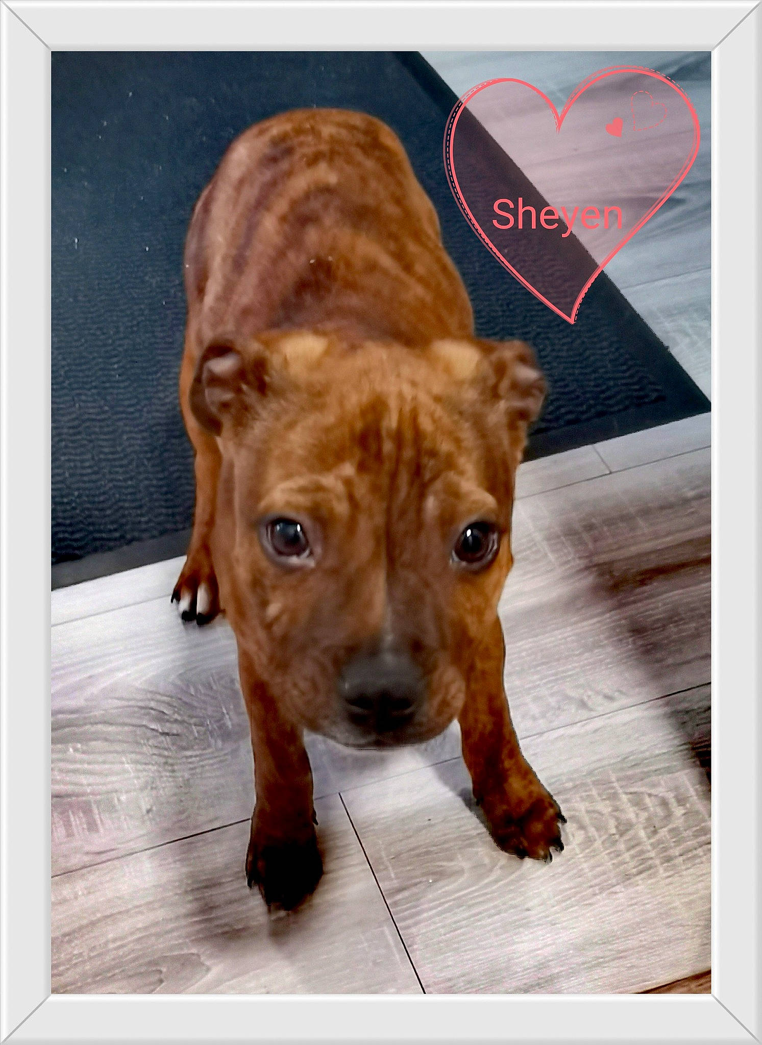 Sheyen participe au concours pour gagner de l'argent avec cette photo : canidae, carnivore, collar, companion_dog, dog, dog_breed, dog_collar, fawn, fur, liver, paw, pet_supply, photo_caption, rectangle, sporting_group, whiskers, wood, working_animal, working_dog, wrinkle