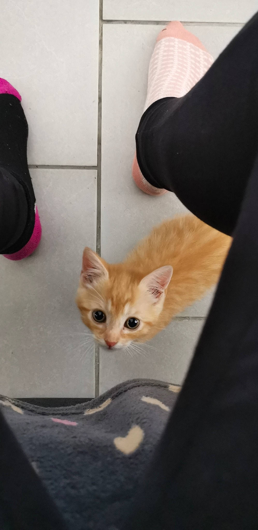 Milko participe au concours pour gagner de l'argent avec cette photo : american_shorthair, asian, carnivore, cat, domestic_short_haired_cat, ear, european_shorthair, fawn, felidae, german_rex, kitten, leg, munchkin, ojos_azules, polydactyl_cat, small_to_medium_sized_cats, tabby_cat, tail, turkish_van, whiskers