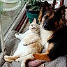cat, dog, animal, pet, indoor, window, plant, blanket, furniture, relaxing, cozy, companion, fur, laying_down, looking_at_camera, domestic, home, nature_outside, curious, resting