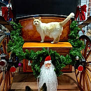 Targazh participe au concours pour gagner de l'argent avec cette photo : animal, beard, carriage, cat, christmas, decorations, dog, face, festive, floor, fur, garland, holiday, indoor, lighting, pet, red_bow, santa_claus, wheel, wood