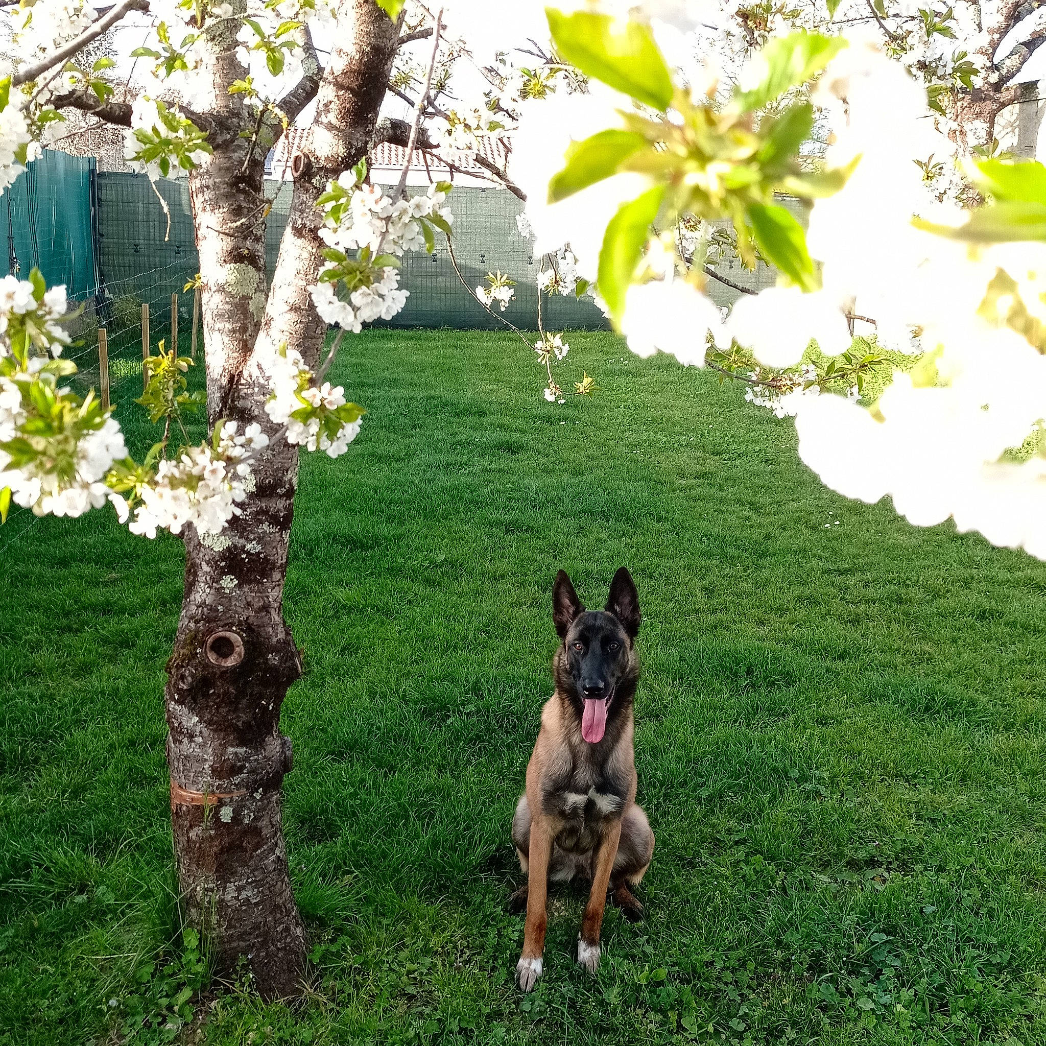 Raya a rejoint le concours — aidez-le/la à gagner de superbes lots ! canidae, carnivore, companion_dog, dog, dog_breed, fawn, flower, flowering_plant, german_shepherd_dog, grass, groundcover, herding_dog, plant, shrub, sporting_group, tail, tree, trunk, twig, working_animal