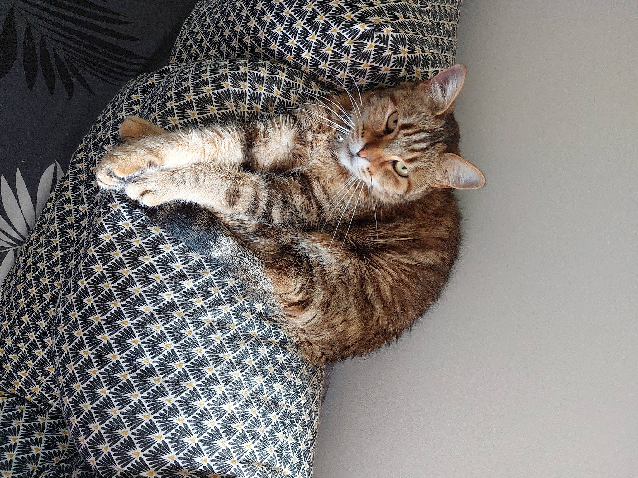 Ninon a rejoint le concours — aidez-le/la à gagner de superbes lots ! carnivore, cat, claw, comfort, domestic_short_haired_cat, felidae, fur, grey, pattern, paw, small_to_medium_sized_cats, snout, tail, whiskers