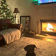 Faith joined the competition — help win amazing prizes! dog, black_and_white_dog, sitting, living_room, fireplace, christmas_tree, holiday, festive, cozy, rug, sofa, lamp, television, mantel, home_interior, warm_lighting, green_lighting, portrait, pet, indoors