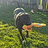 Faith is registered to the contest to win money with this photo: dog, black_and_white_dog, pet, backyard, grass, wooden_fence, outdoor, sunlight, toy, plush_toy, playing, fetch, holding_toy, standing, animal, canine, portrait, tail, happy, lawn