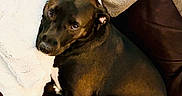 Faith is registered to the contest to win money with this photo: dog, pet, canine, sleeping, lying_down, curled_up, brown_coat, white_paws, side_eye, indoors, couch, sofa, leather, blanket, pillow, cozy, relaxed, portrait, home, furniture