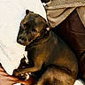 dog, pet, canine, sleeping, lying_down, curled_up, brown_coat, white_paws, side_eye, indoors, couch, sofa, leather, blanket, pillow, cozy, relaxed, portrait, home, furniture